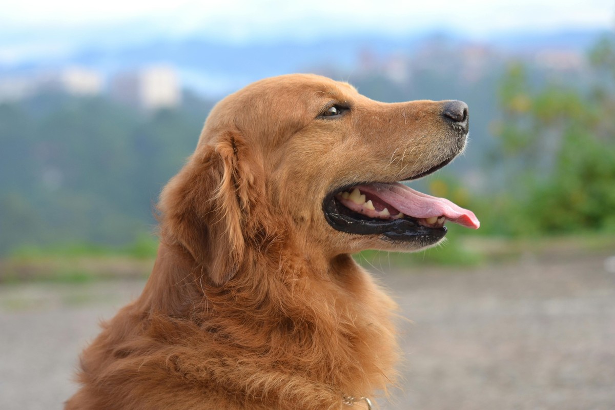 Moncalvo: 5° raduno di Golden retriever e una giornata indimenticabile per gli amanti di questa straordinaria razza