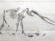 Disegno (metà 800) del mastodonte di Solbrito;