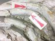Segni di squalo sul sirenide di Montiglio