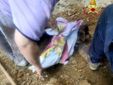 Alcune immagini relative il salvataggio della cagnolina