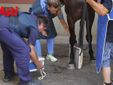 Le immagini della prima mattina di visite veterinarie (Merphefoto)