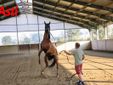 Le immagini della prima mattina di visite veterinarie (Merphefoto)