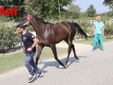 Le immagini della prima mattina di visite veterinarie (Merphefoto)