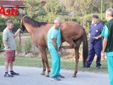 Le immagini della prima mattina di visite veterinarie (Merphefoto)