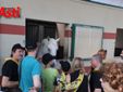 Le immagini della prima mattina di visite veterinarie (Merphefoto)