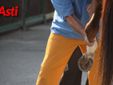 Le immagini della prima mattina di visite veterinarie (Merphefoto)