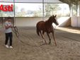 Le immagini della prima mattina di visite veterinarie (Merphefoto)