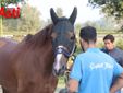 Le immagini della prima mattina di visite veterinarie (Merphefoto)
