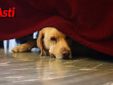 Il cane Robin Hood