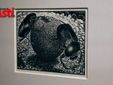 Ricca galleria fotografica a cura di Efrem Zanchettin