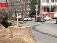 L'albero abbattuto con la croce a ricordo (Merphefoto)