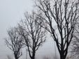 I lavori di potatura degli alberi ieri in corso Pietro Chiesa