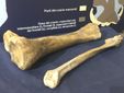 tibia e fibula al Paleontologico di Asti