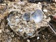 blocco di terra con conchiglie