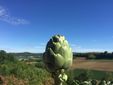 Carciofo della Val Tiglione