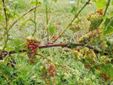Uva moscato danneggiata dalla grandinata a Coazzolo