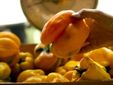 Peperone Quadrato della Motta, Presidio Slow Food grazie a Stefano Scavino di Duipuvrun a Costigliole d'Asti
