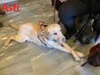 Il cane guida della presidente Apri Renata Sorba, Robin Hood