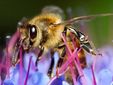 Salvare le api con i fiori