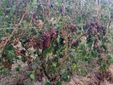 Grappoli di barbera distrutti dal maltempo