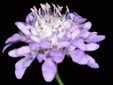 Vedovina maggiore, il fiore amico delle api