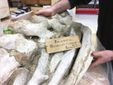 La balenottera di frazione Bagnasco
