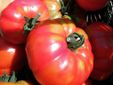 Pomodori Cerrato
