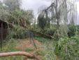 Un'auto colpita da un albero in via Trilussa