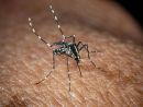 West Nile, Bassetti: "Non è finita, avremo casi fino a ottobre" West Nile, Bassetti: "Non è finita, avremo casi fino a ottobre"