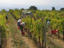 Vino, in Piemonte è crisi totale: le associazioni chiedono interventi urgenti Vino, in Piemonte è crisi totale: le associazioni chiedono interventi urgenti