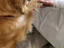 La Pet Therapy arriva all'hospice di Nizza Monferrato