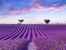 Il mare di lavanda della Haute Provence