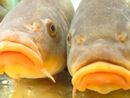 Tinche Gobbe Dorate in Sagra a Valfenera