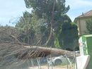 Immagine tratta dal gruppo social &quot;Se sei di Nizza Monferrato&quot;