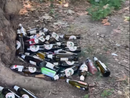 L'inciviltà arriva anche in piazza Campo del Palio:  sotto gli alberi una distesa di bottiglie di birra vuote [VIDEO]