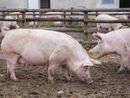 Piemonte, primo caso di peste suina in un allevamento