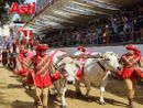 I buoi per il Carroccio del Palio arriveranno dal Vercellese con otto addetti esperti