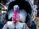 A Tonco l'Agrifiera “Polli e Buoi dei Paesi Tuoi”: al centro agricoltura e cultura
