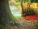 Con &quot;Oxygen Map&quot;, 15 ettari di bosco di proprietà dell' Istituto Sostentamento Clero di Asti verranno messi a carbon credit