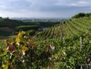 Nuova grafica promozionale per il distretto diffuso del commercio Terre di Vini e di Tartufi