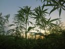 Cia in Consiglio regionale per difendere la filiera della canapa Cia in Consiglio regionale per difendere la filiera della canapa