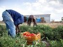 Inclusione di migranti e protezione del lavoro in agricoltura: la Prefettura di Asti coordina un nuovo tavolo