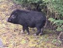 Il maialino avvistato a Castiglione Il maialino avvistato a Castiglione