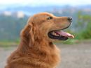 Moncalvo: 5° raduno di Golden retriever e una giornata indimenticabile per gli amanti di questa straordinaria razza