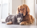 Maltrattamento animali: via libera definitivo a nuove norme e pene severe Maltrattamento animali: via libera definitivo a nuove norme e pene severe