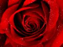 Rosa tipo quelle che usava nonna per il suo mitico rosolio