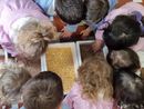 La voce... Delle scuole: speranza e progetti contro il bullismo con la Fondazione Carolina e l'istituto Alfieri