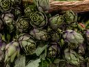 Costigliole d’Asti celebra il carciofo astigiano con la prima Sagra dell’articiòch