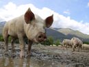 Peste Suina Africana: nessuna carcassa infetta rinvenuta nelle Aree protette astigiane Peste Suina Africana: nessuna carcassa infetta rinvenuta nelle Aree protette astigiane