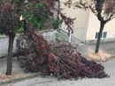 Un albero caduto ieri ad Asti in via Catalani